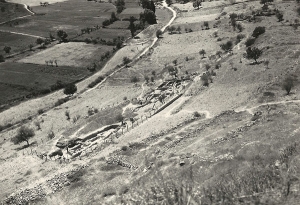 Copia di Chalara