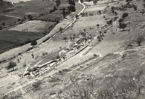 Copia di Chalara
